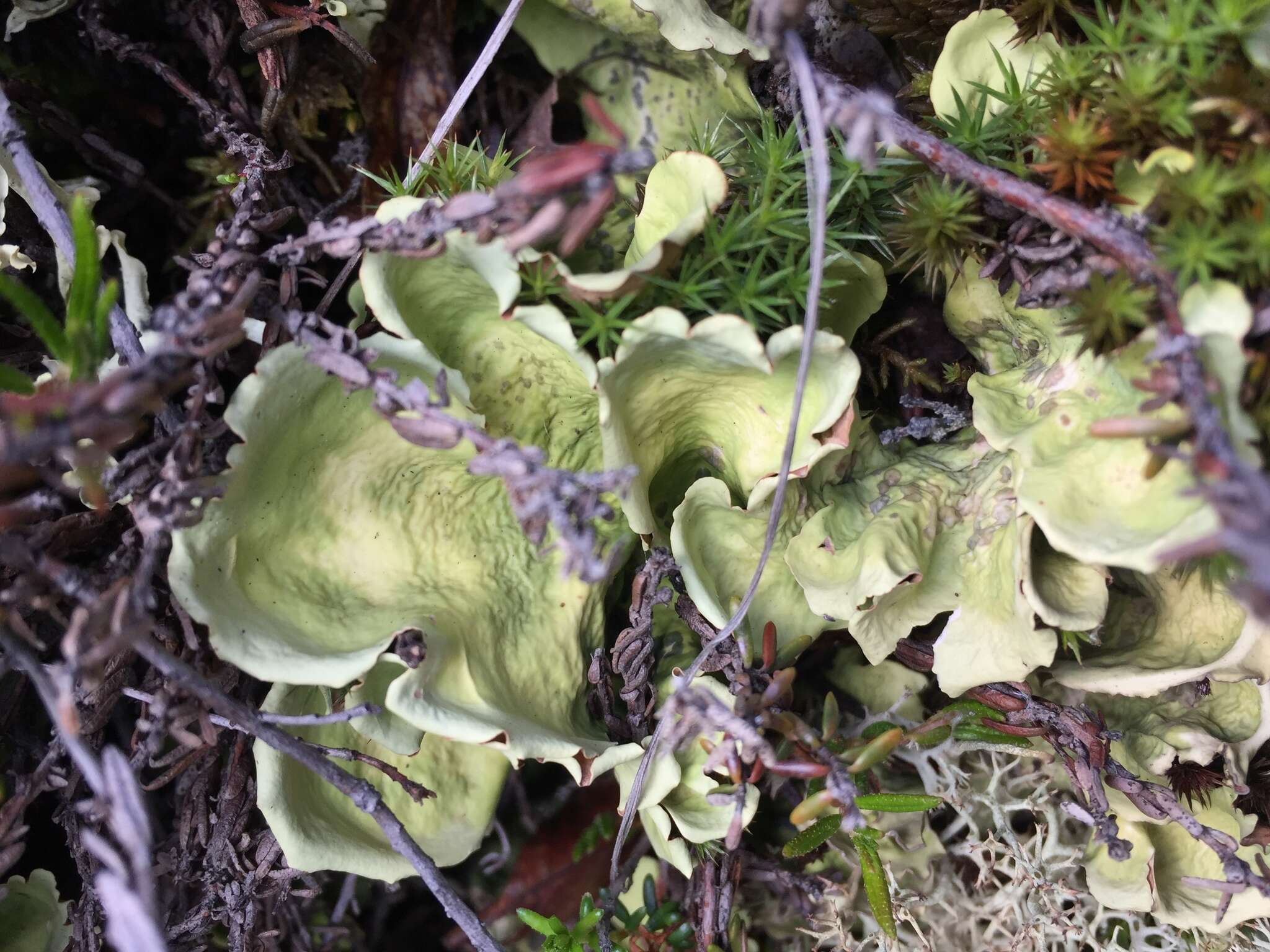 Image of arctic kidney lichen