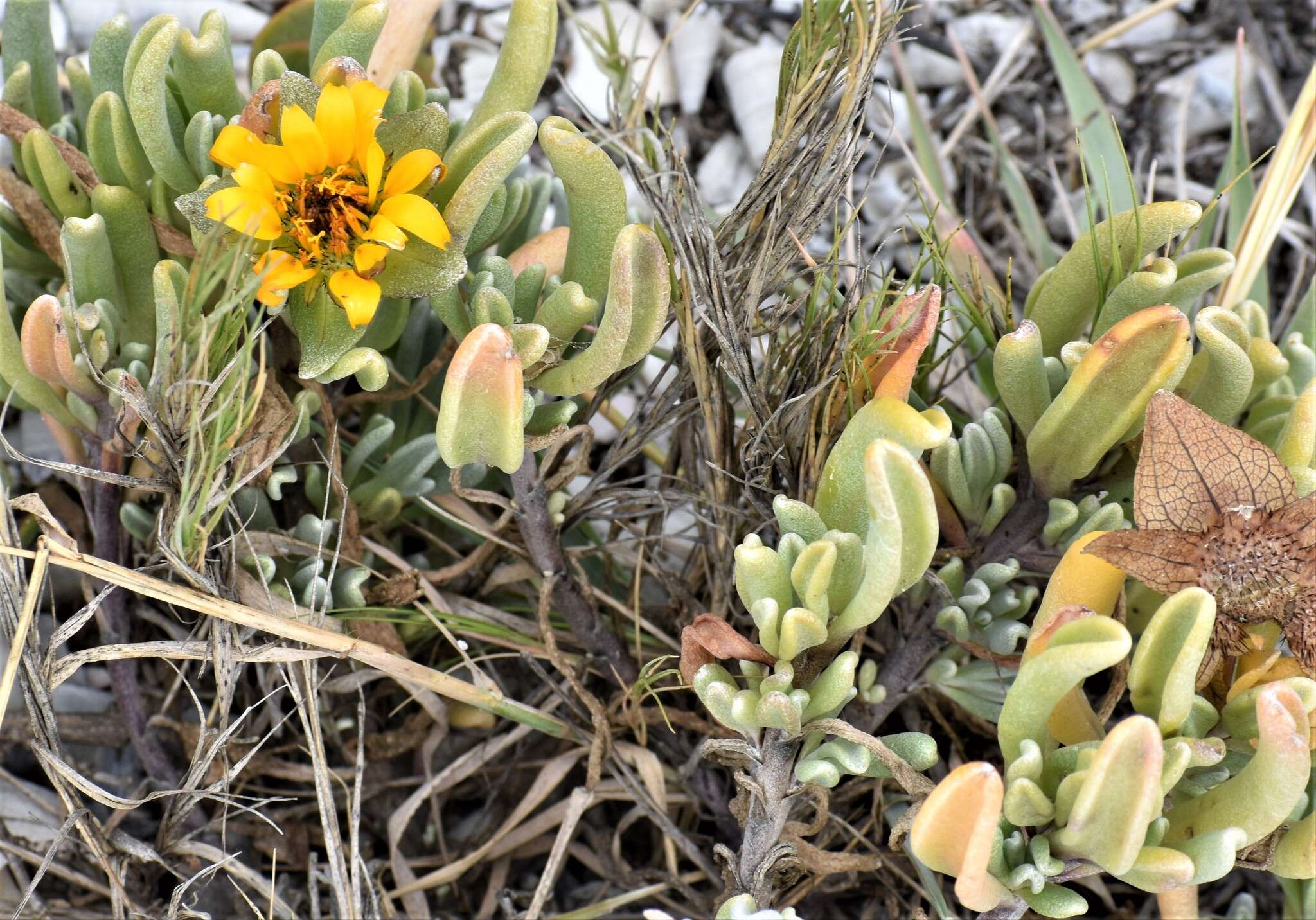 Image of Didelta carnosa var. tomentosa (Less.) Rössl.