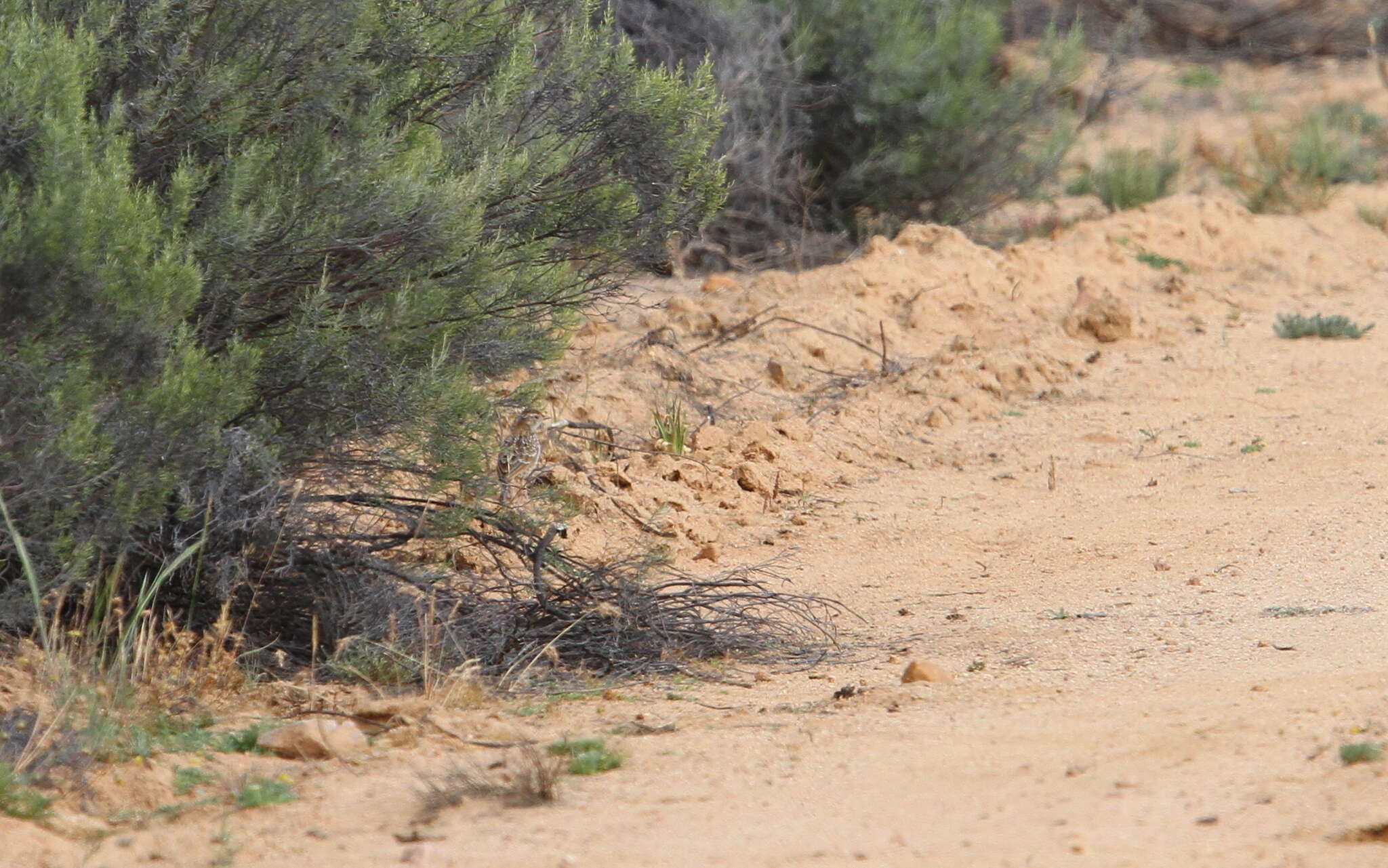 Image of Cape Clapper Lark