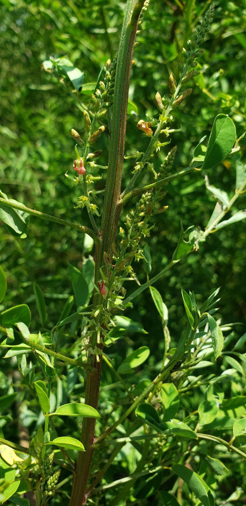 Imagem de Indigofera suffruticosa Mill.