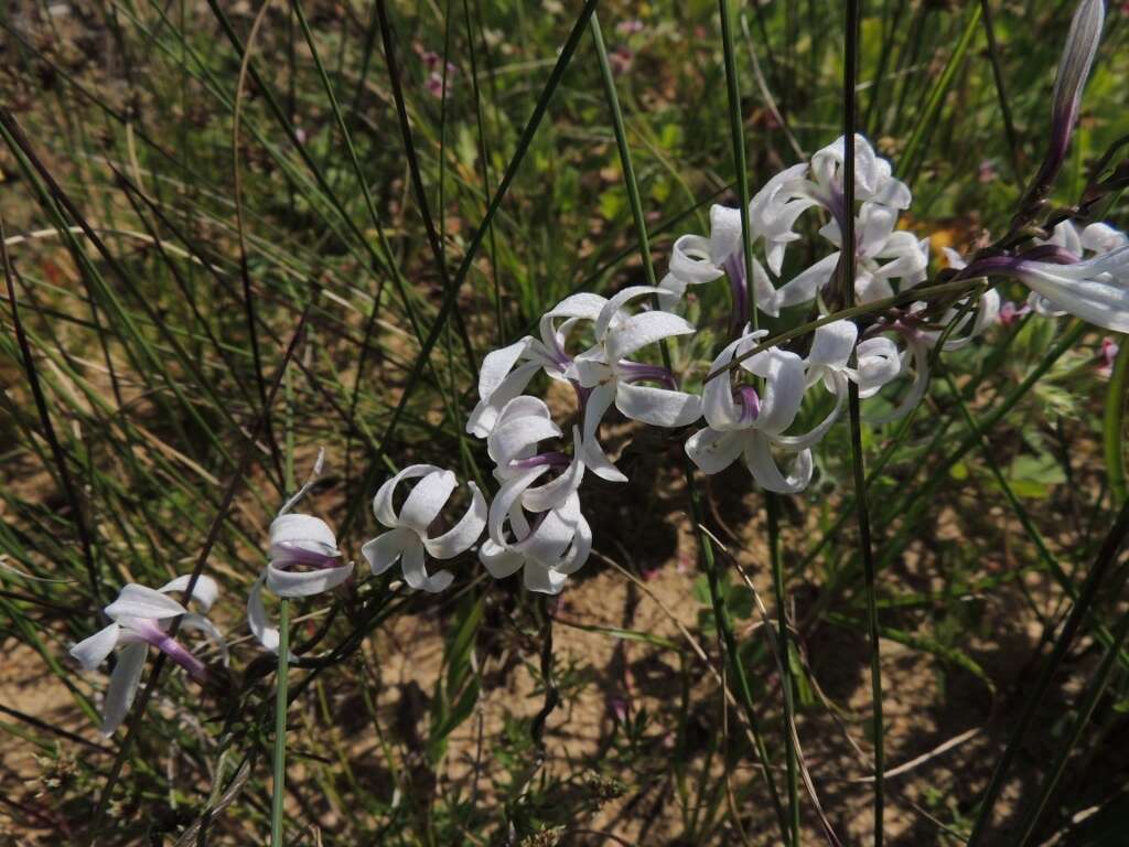 Image of Cyphia digitata subsp. digitata