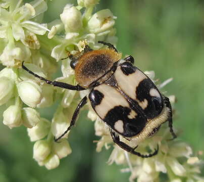 Imagem de Trichius orientalis Reitter 1894