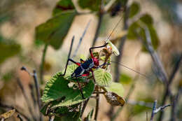 Image of Long-legged Armoured Katydid