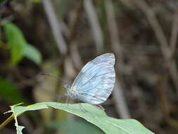 Image of <i>Dismorphia crisia foedora</i> Lucas 1852