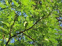 Imagem de Gleditsia amorphoides (Griseb.) Taub.