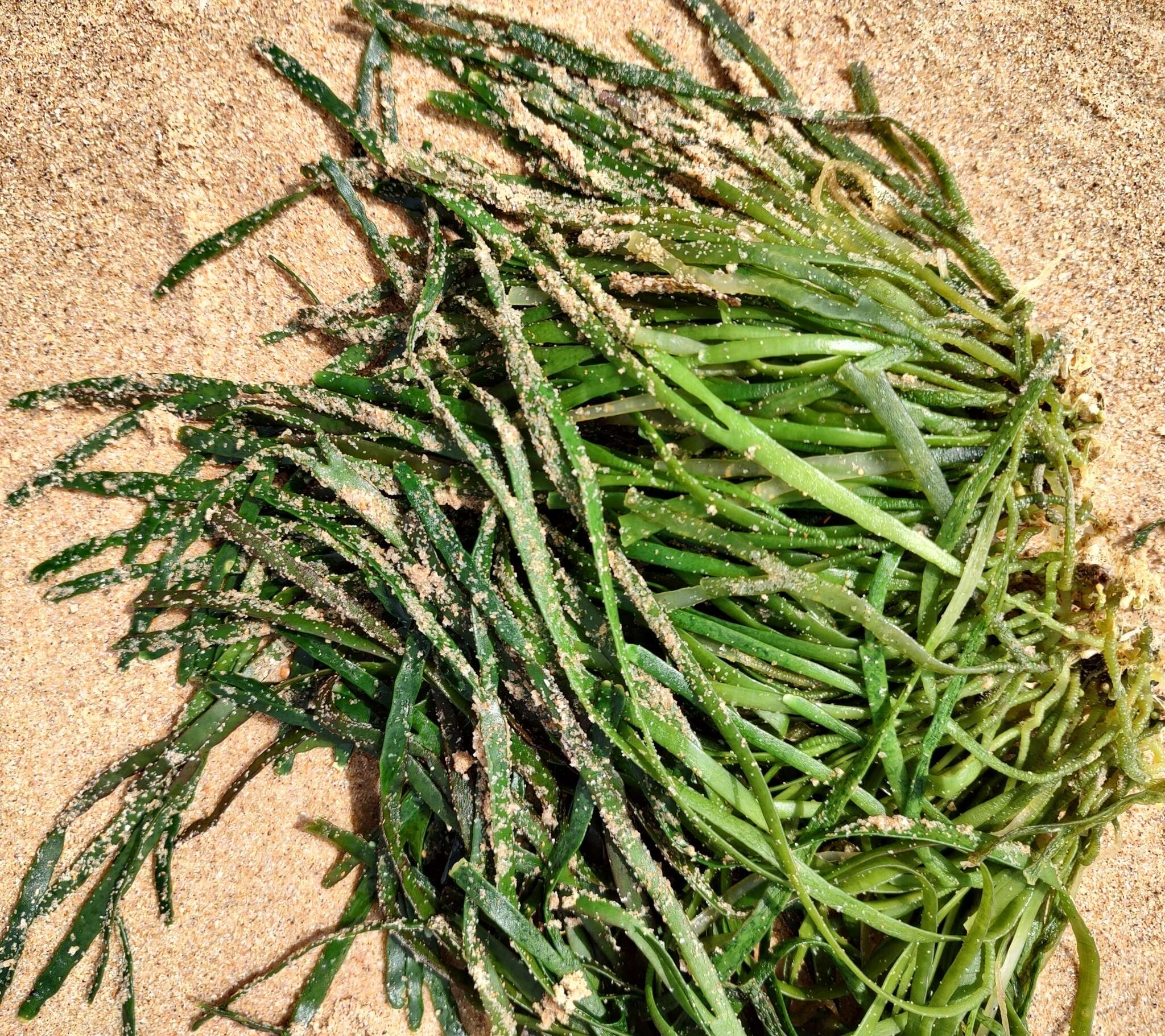 Image of Caulerpa filiformis