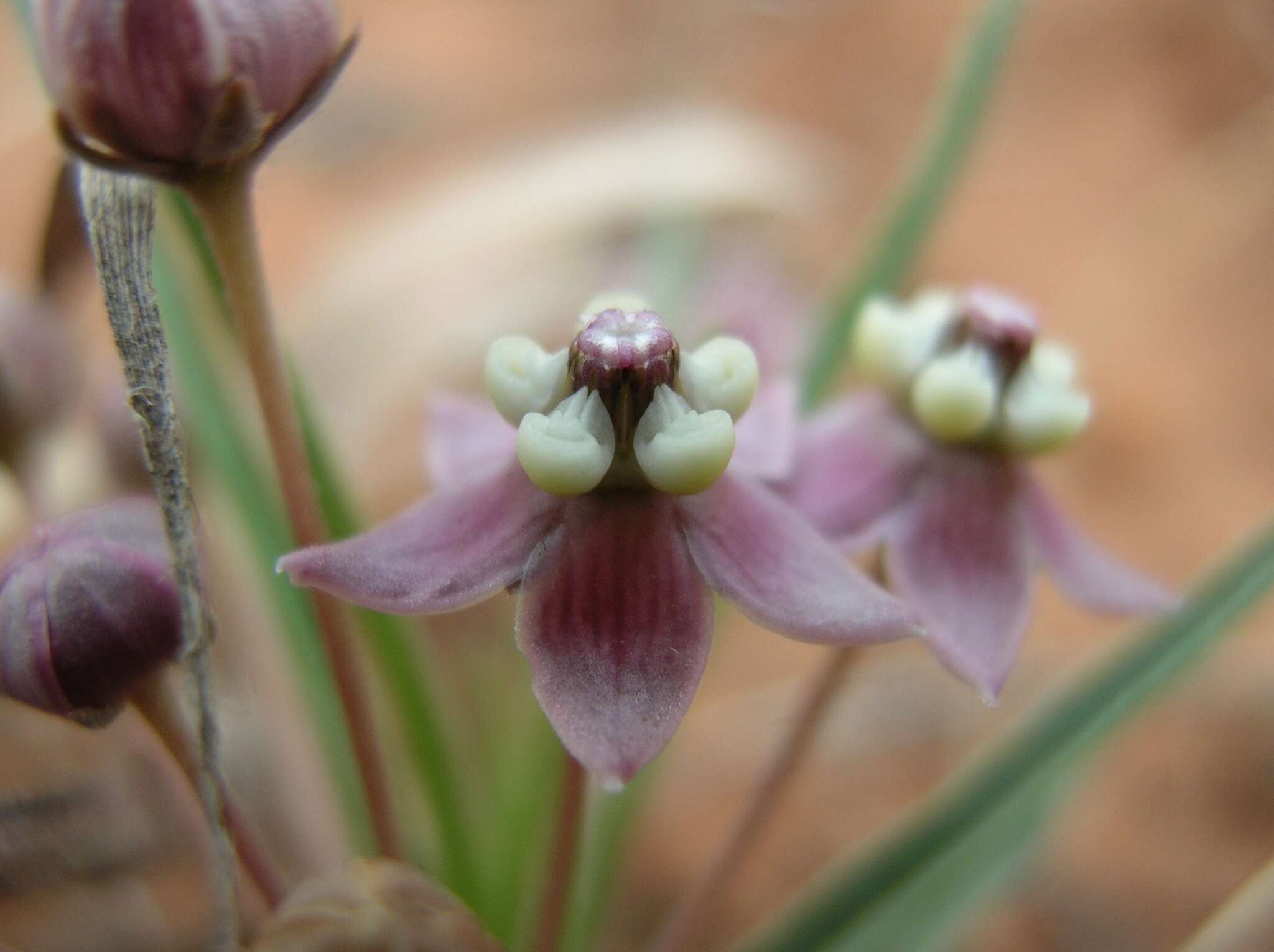 Asclepias uncialis Greene resmi