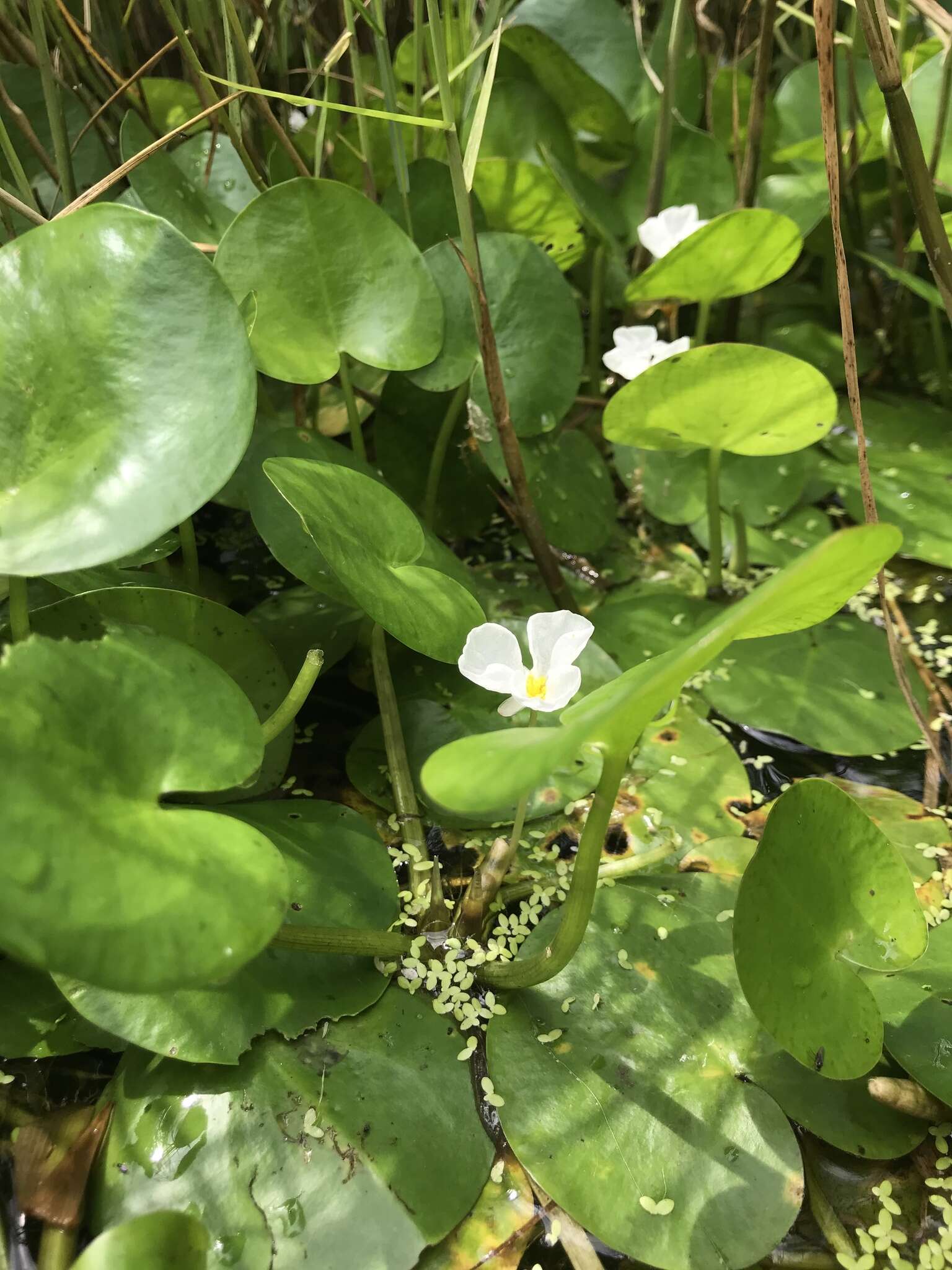 Image of Hydrocharis dubia (Blume) Backer