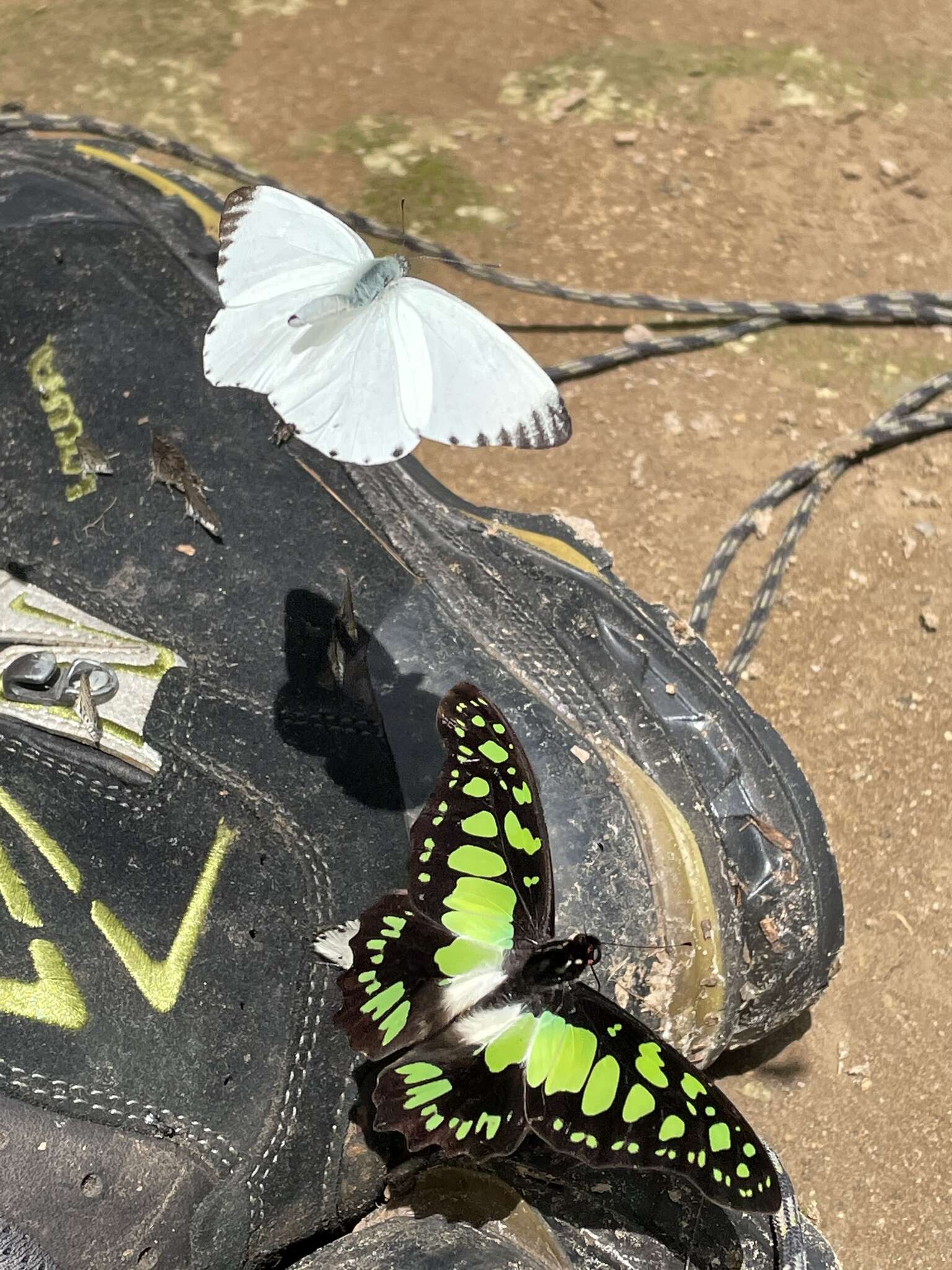 Sivun Graphium tynderaeus (Fabricius 1793) kuva