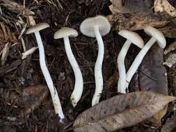 Image of Entoloma acutipes Largent 1994