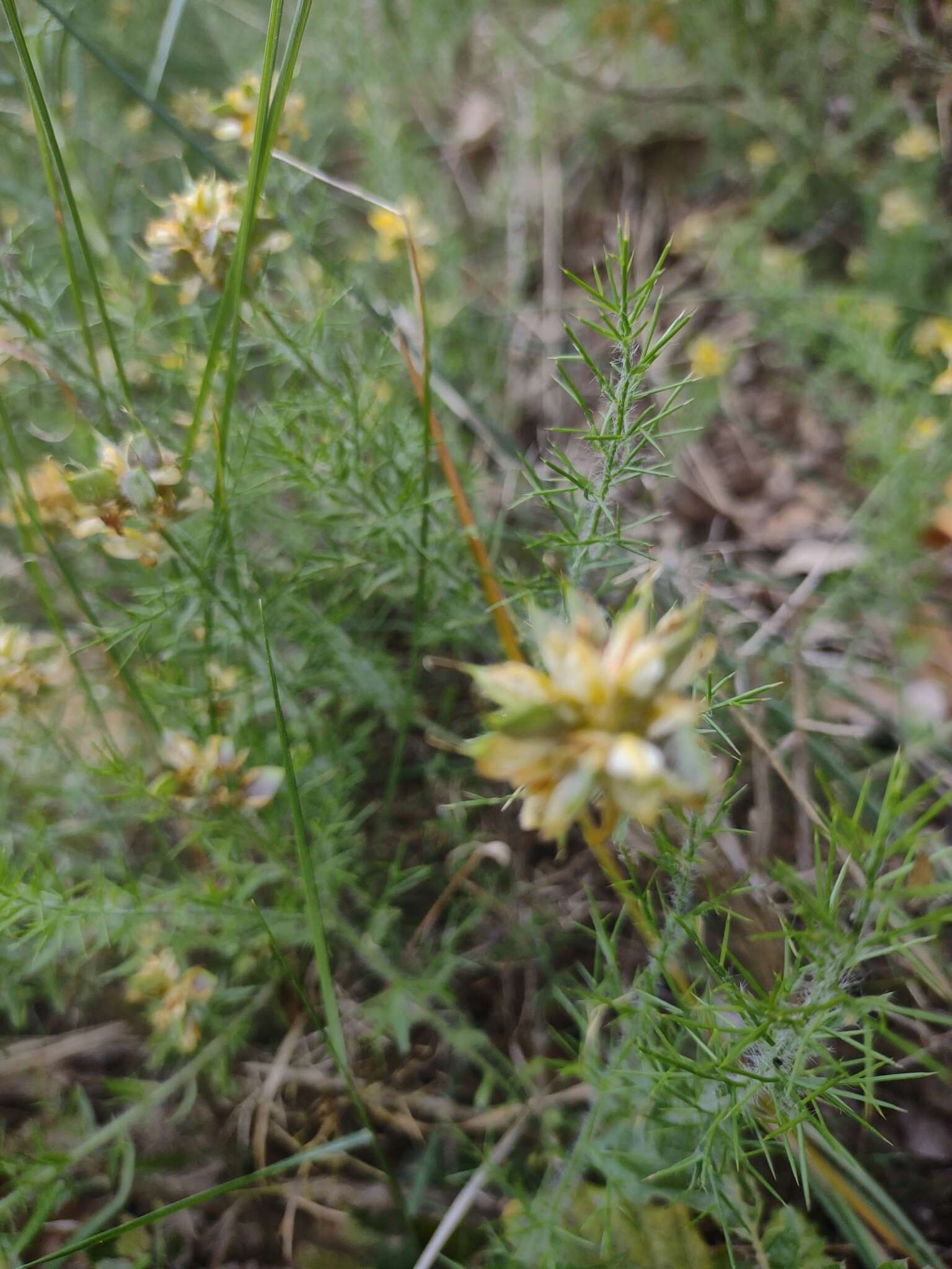 Image of Genista hispanica subsp. hispanica