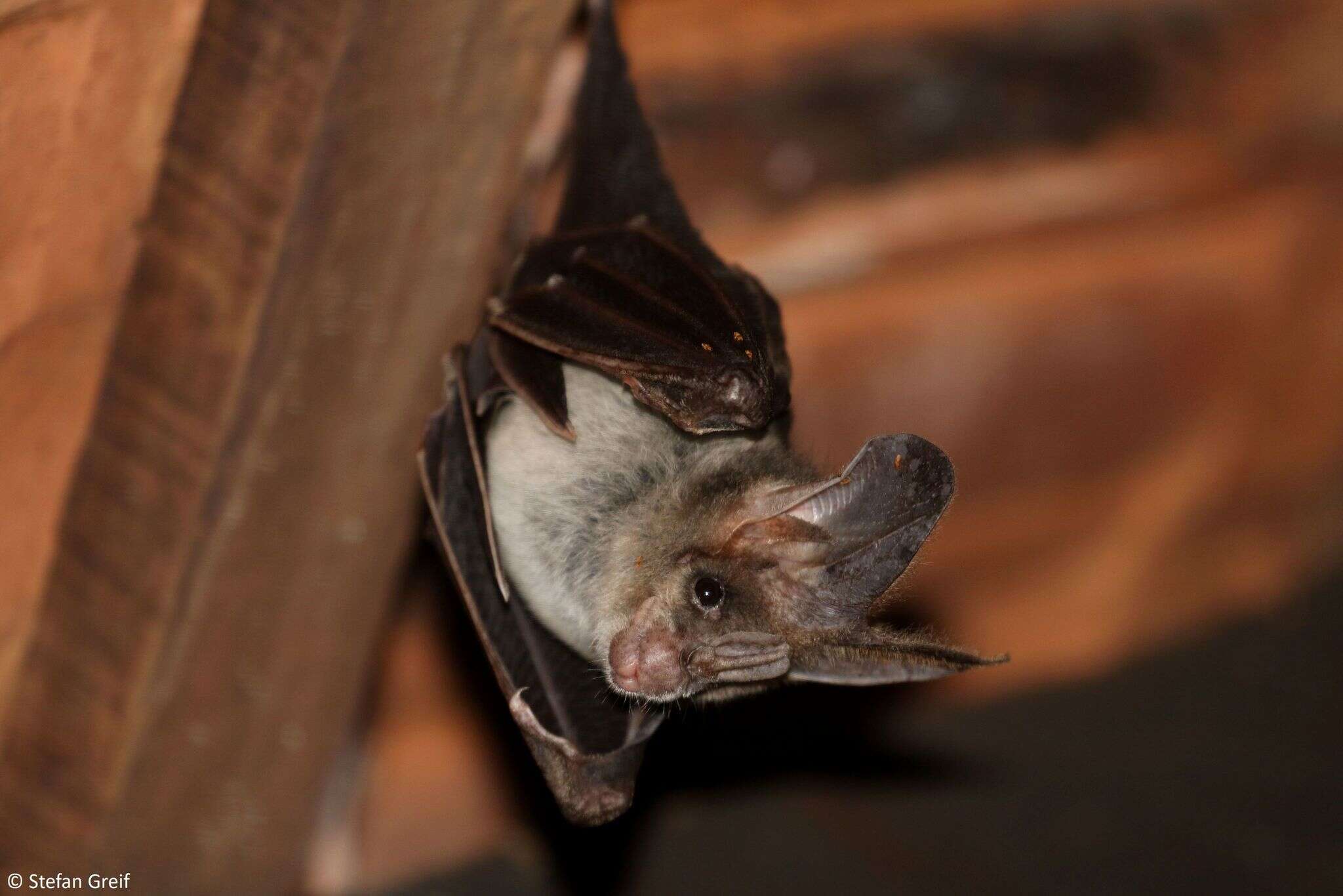 Image of Greater False Vampire Bat