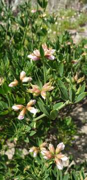 Image of Lotus australis Andrews