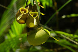 Image of Flask-Shaped Pitcher-Plant