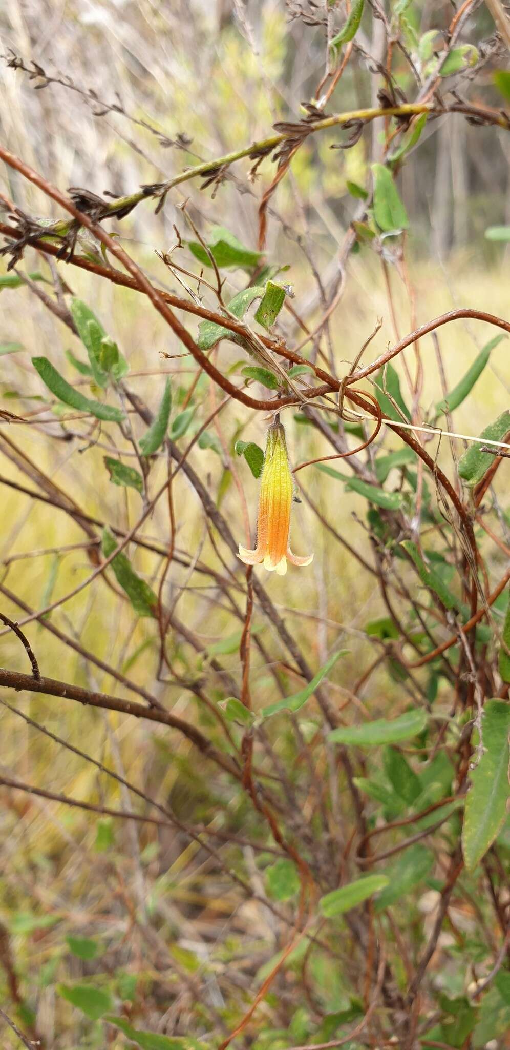 Image de Marianthus bignoniaceus F. Müll.