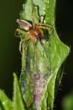 Image of Clubiona lutescens Westring 1851