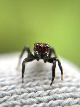 Image of Evarcha prosimilis Wesolowska & Cumming 2008