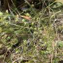 Drosera myriantha Planch.的圖片