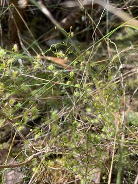 Image de Drosera myriantha Planch.