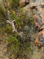 Image of Haworthia mirabilis var. triebneriana (Poelln.) M. B. Bayer