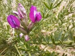 Image of Oxytropis trichophysa Bunge