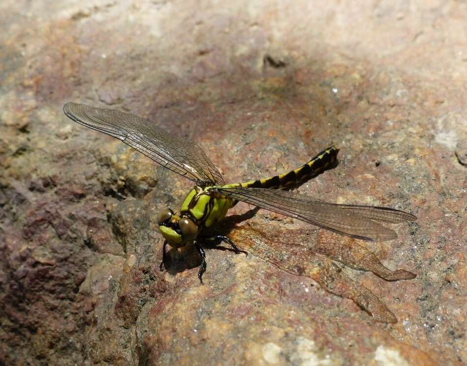 صورة Ophiogomphus aspersus Morse 1895