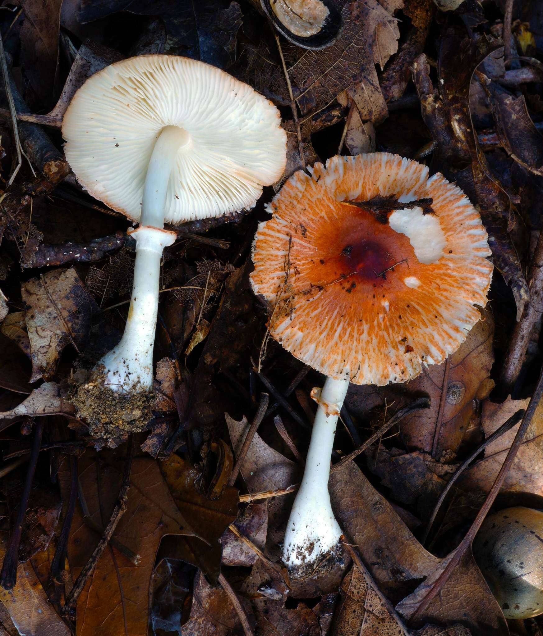 Leucoagaricus rubrotinctus (Peck) Singer 1948 resmi