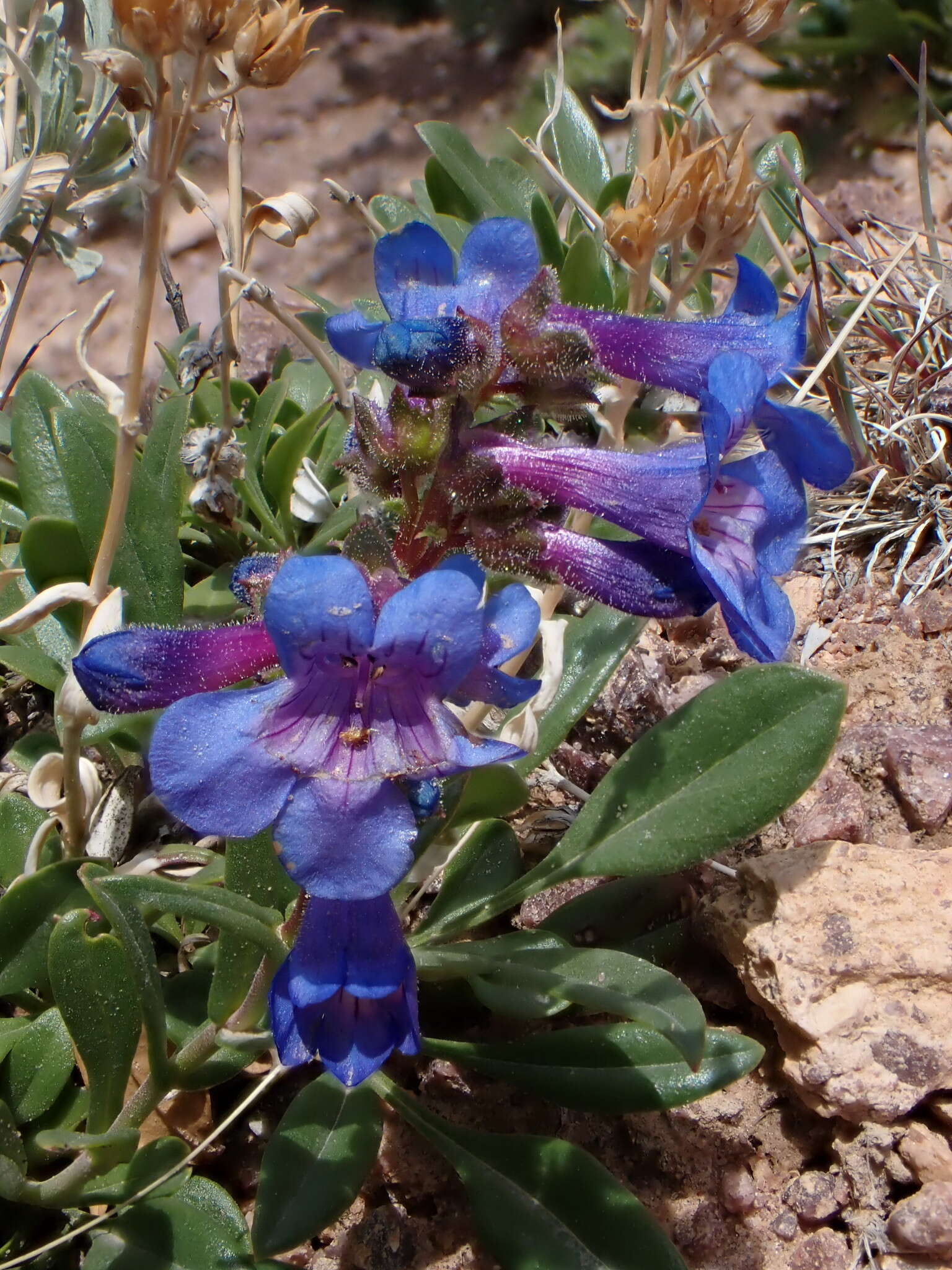 Image of low beardtongue