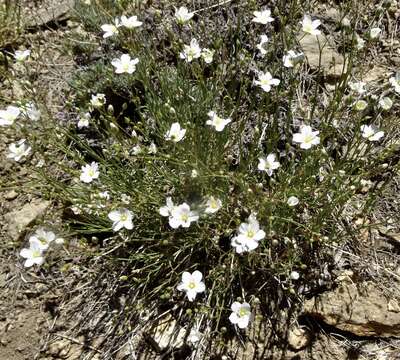 Image of Ferris' sandwort