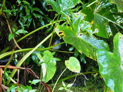 Image of Mascarene Paradise Flycatcher