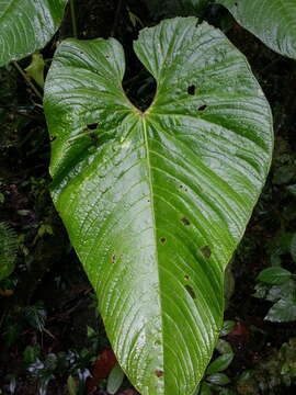 Anthurium caperatum Croat & R. A. Baker resmi