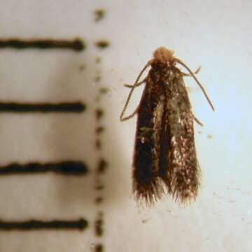 صورة Stigmella ogygia (Meyrick 1889) Dugdale 1988