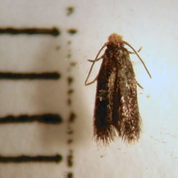 Image of Stigmella ogygia (Meyrick 1889) Dugdale 1988