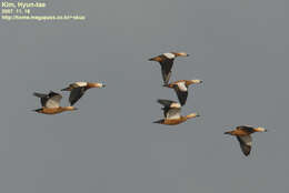 Image of Ruddy Shelduck