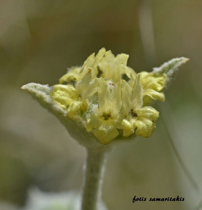 Image of ironwort