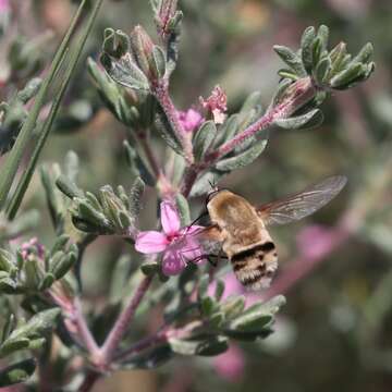 Image of Heterostylum