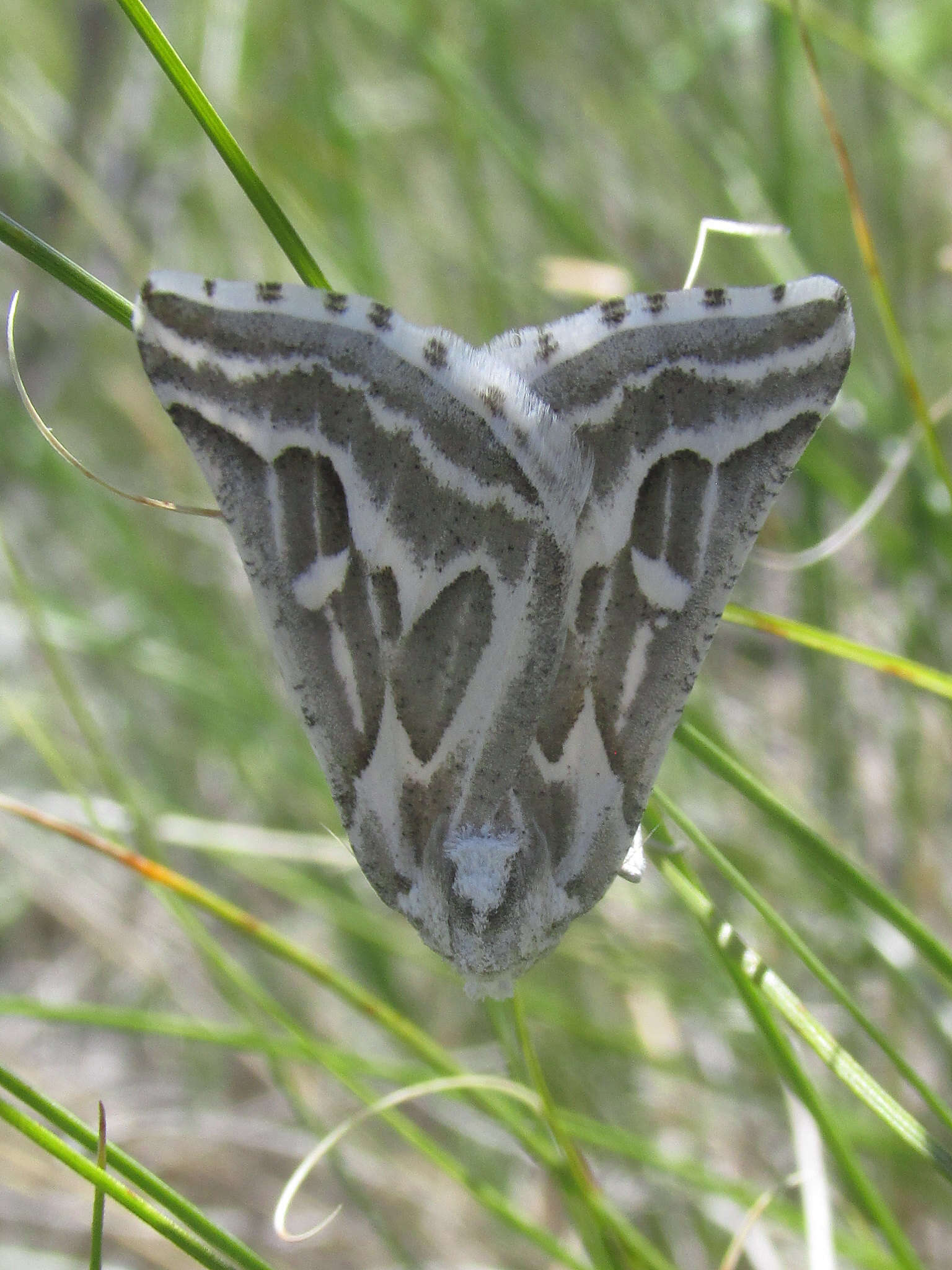 Image of Sagebrush Girdle