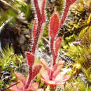 Imagem de Saxifraga adscendens subsp. oregonensis (Raf.) Bacig.