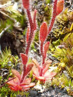 Imagem de Saxifraga adscendens subsp. oregonensis (Raf.) Bacig.