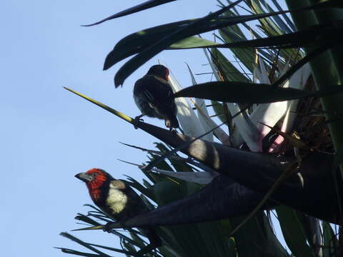 Image of Black-collared Barbet