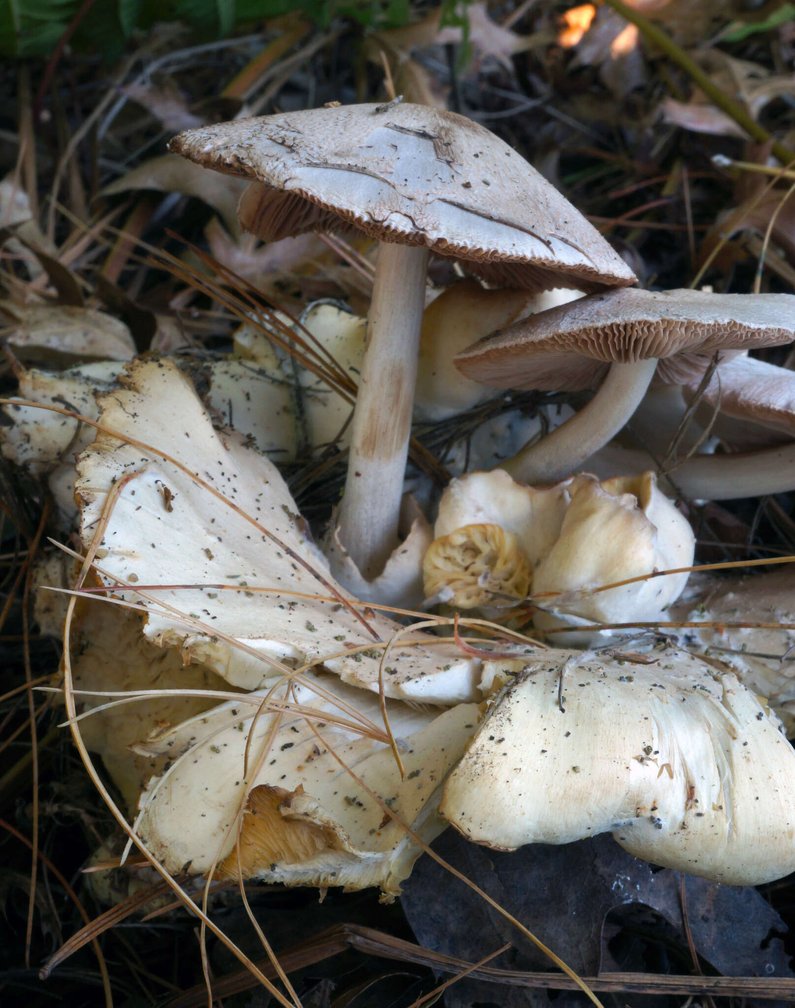 Image of Volvariella surrecta (Knapp) Singer 1951