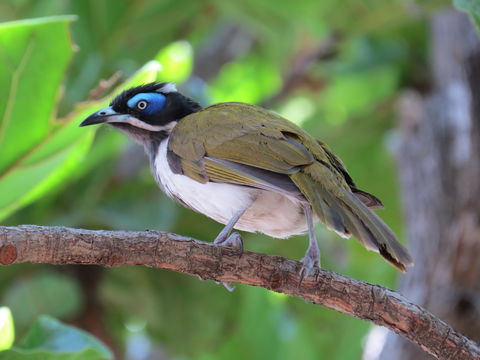 Image of Blue-faced Honeyeater