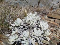 Слика од Leucochrysum alpinum (F. Müll.) R. J. Dennis & N. G. Walsh