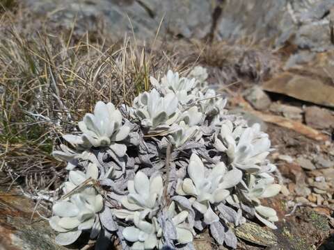 Image of Leucochrysum alpinum (F. Müll.) R. J. Dennis & N. G. Walsh