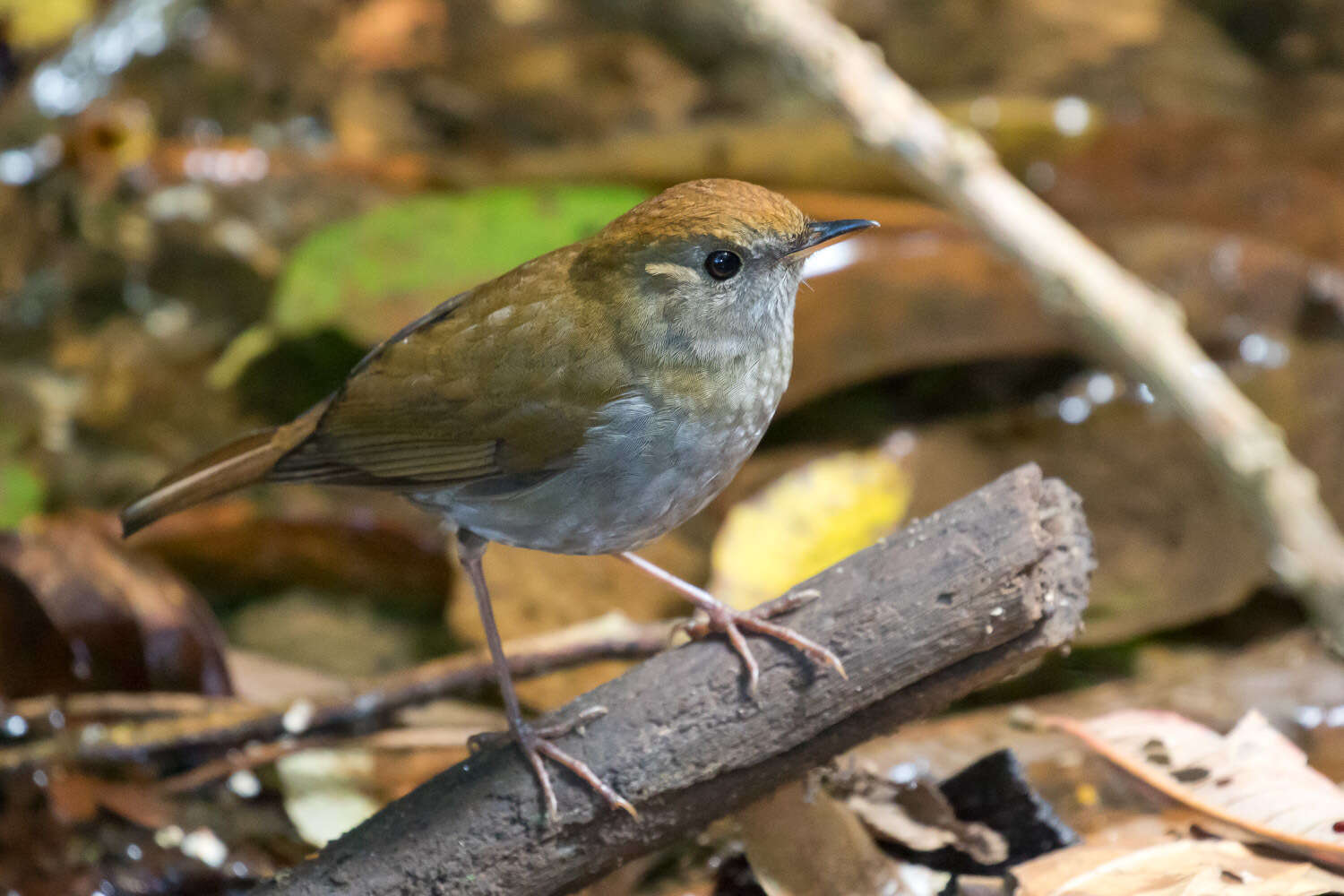 Image of Ruddy-capped Nightingale-Thrush