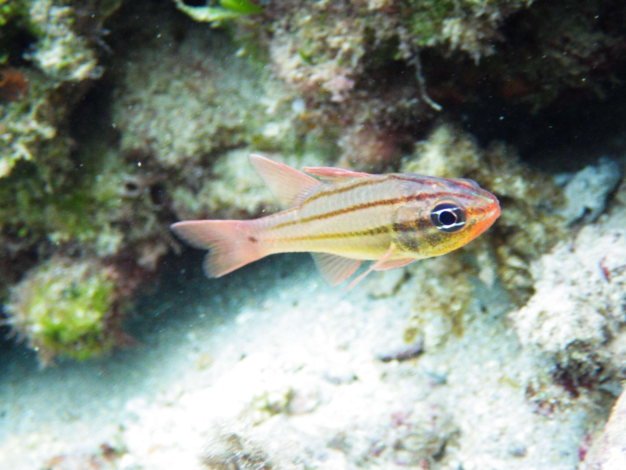 Image of Doederlein&#39;s Cardinalfish