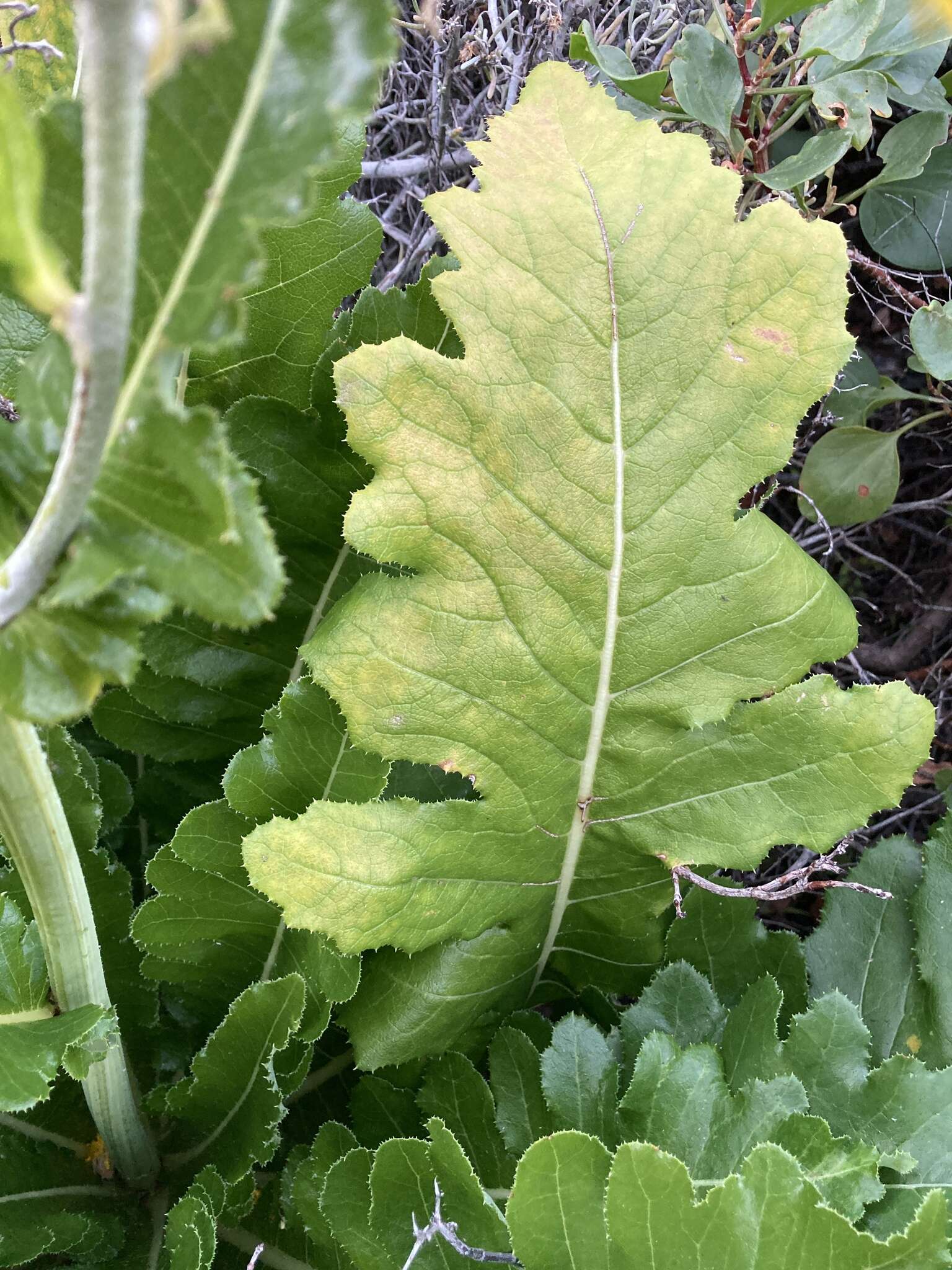 Image of Sonchus bornmuelleri Pitard