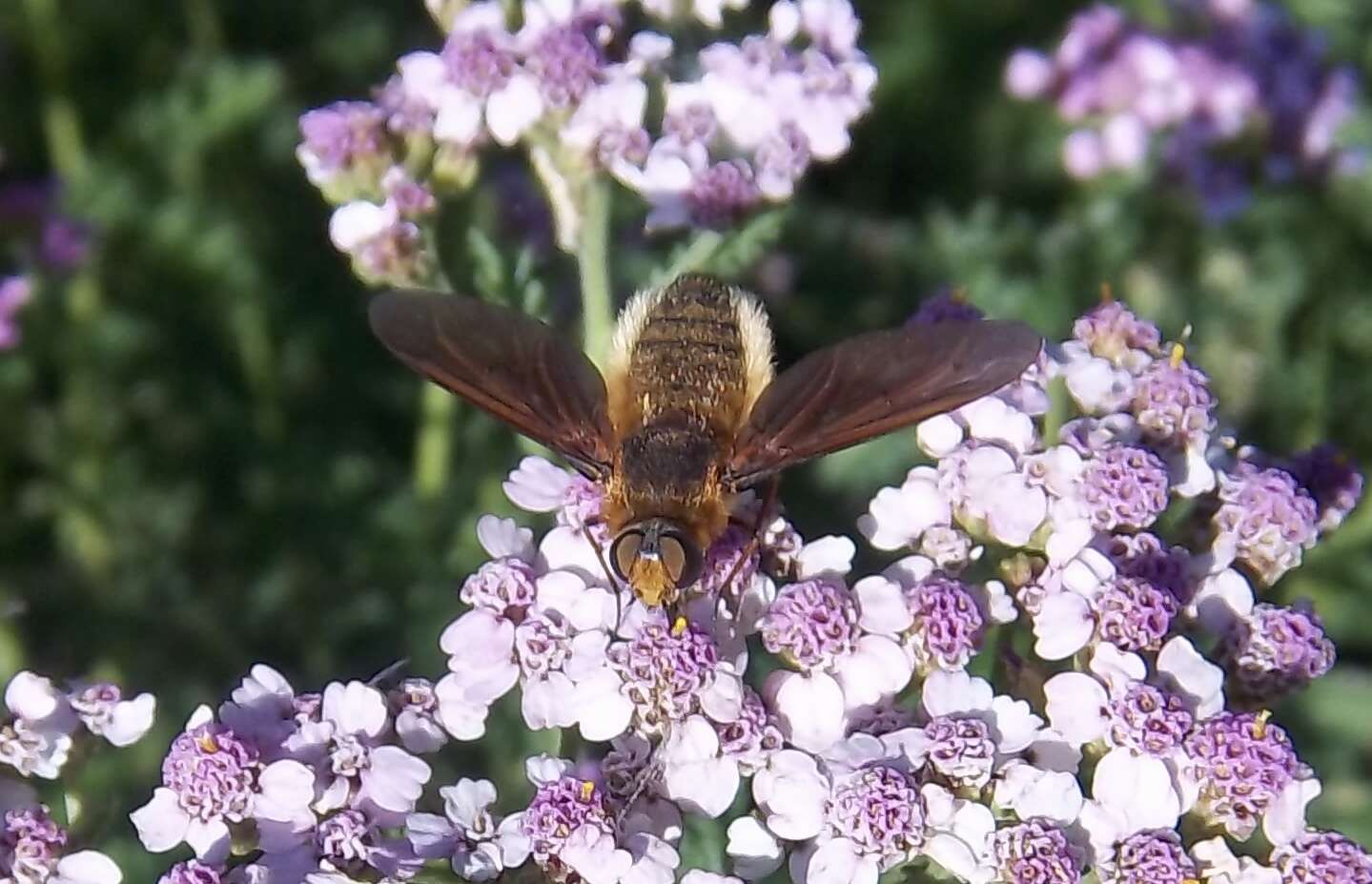 Image of Poecilanthrax tegminipennis (Say 1824)