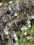 Image of Euphrasia transmorrisonensis var. durietziana (Ohwi) T. C. Huang & M. J. Wu