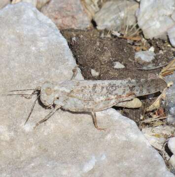 Image of Shasta Grasshopper